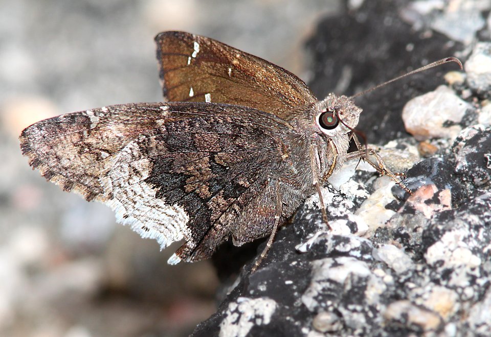 CLOUDYWING, DESERT (Achalarus casica) (7-12-12) madera cyn, scc, az -02