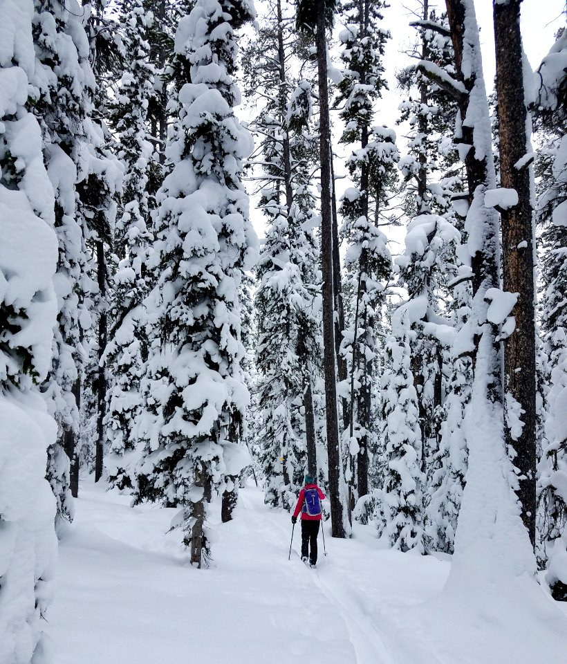 Skier on Spring Creek Trail