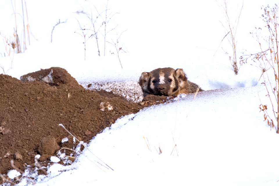 A badger looks out from its hole
