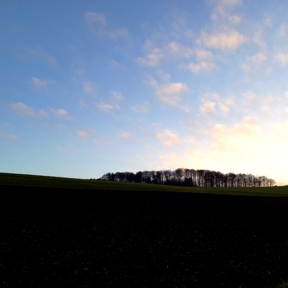 Buchenwäldchen im Winter