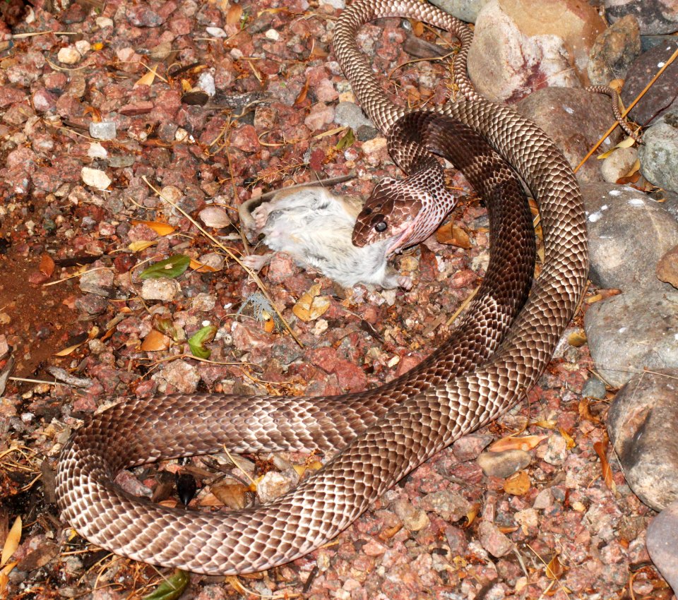 SONORAN COACHWHIP (Masticophis flagellum cinculum) (7-22-10) yard, west of patagonia, scco, az -01 (11-28-10) river road, nogales, scc, az -02 (7-22-10) yard, west of patagonia, scco, az -03