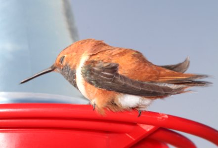 HUMMINGBIRD, RUFOUS (3-10-11) 78 circulo montana, patagonia ranch estates, scc, az -04