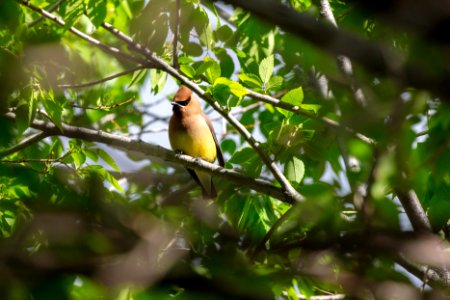 Cedar waxwing perched in a tree photo