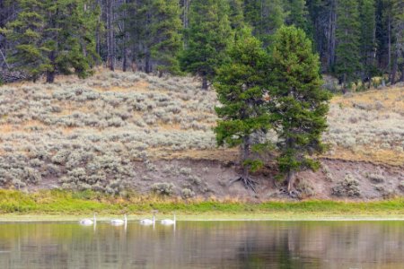 Swan release September 2019 (10): the four cygnets on the river