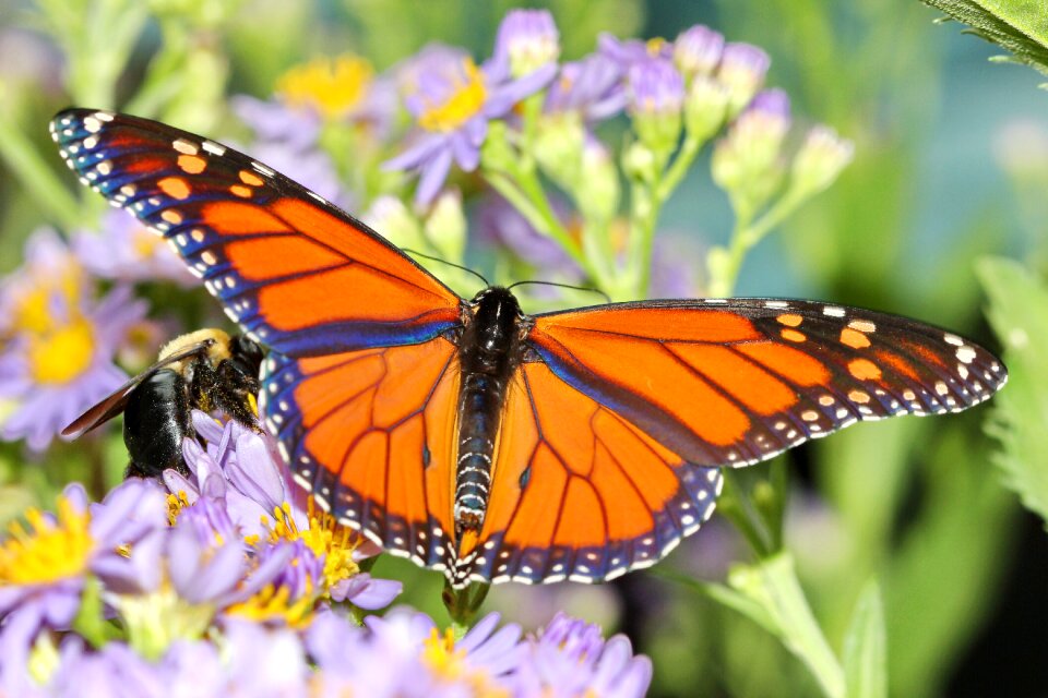 Orange wings bug photo