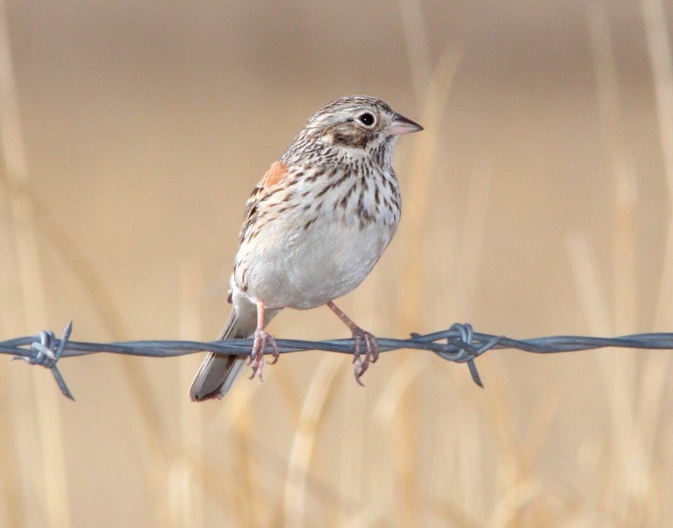 SPARROW, VESPER (3-8-11) san rafael grasslands, scc, az -01