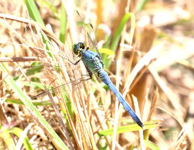 PONDHAWK, EASTERN (Erythemis simplicicollis) (10-30-2020) bentsen state park, mission, hidalgo co, tx -01 male