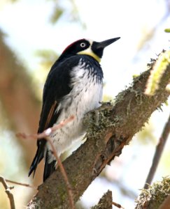 WOODPECKER, ACORN (4-6-08) -02 photo