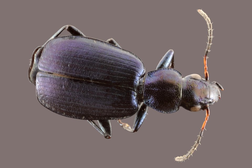 Calleida philophuga viridis (top view)