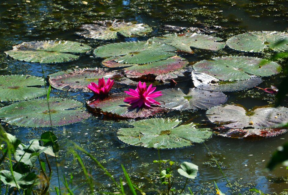 Flower water nature
