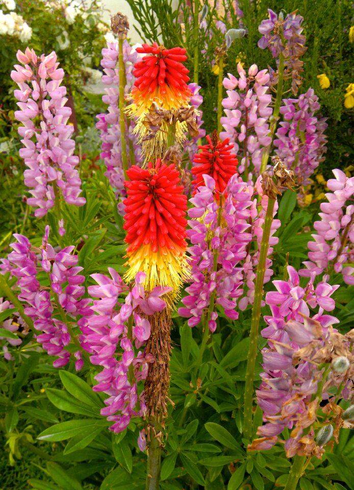 Nature blossom bloom
