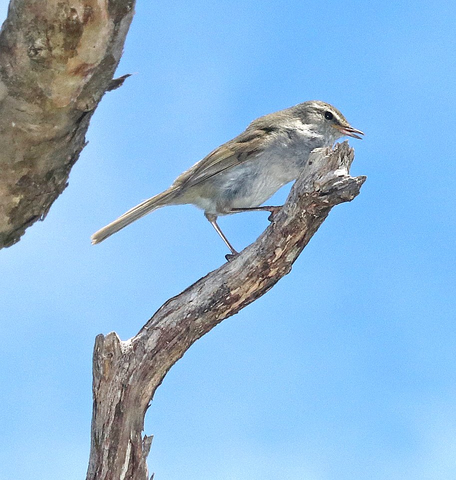 JAPANESE BUSH WARBLER (4-22-2018) kokee state park, kauai co, hawaii  (3)