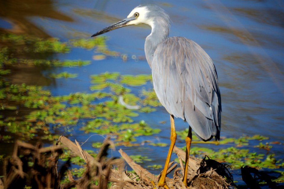 White Faced Heron