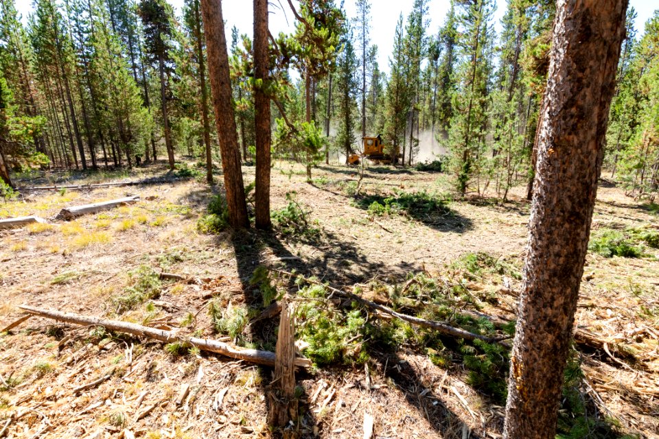 2019 West Fuels Treatment Project: masticator in action (7)