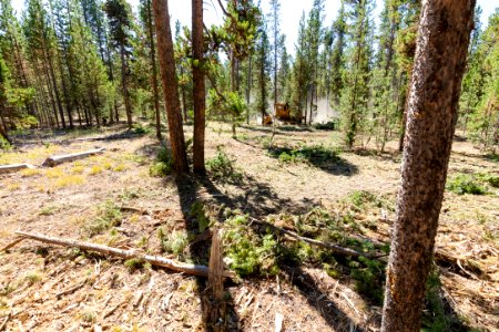 2019 West Fuels Treatment Project: masticator in action (7)