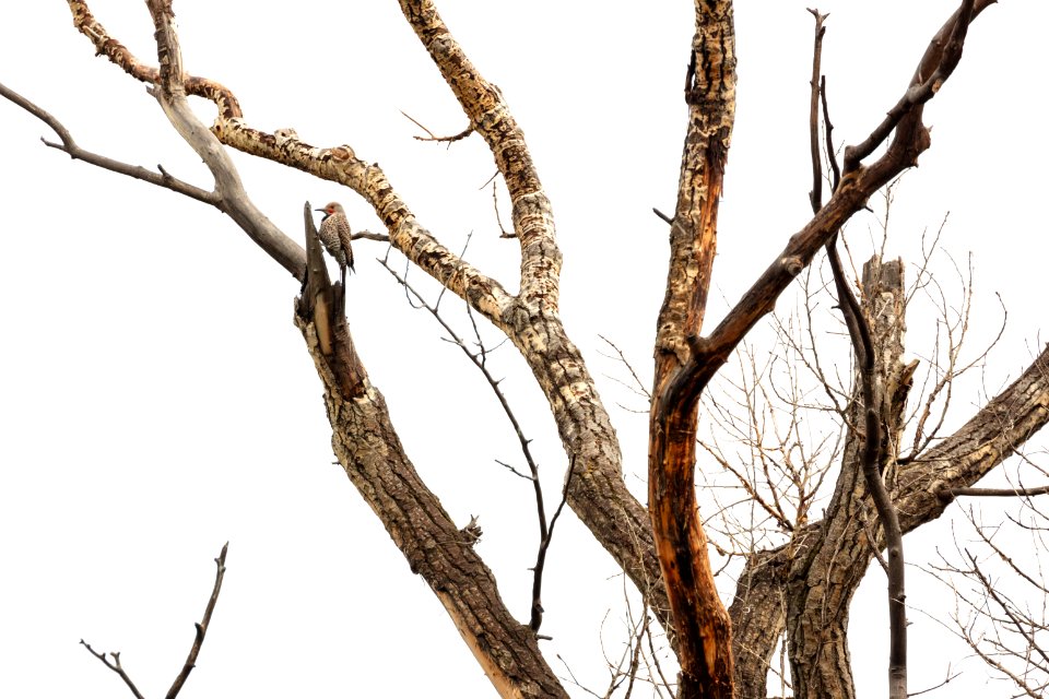 Norther flicker drums on a tree along the Yellowstone River