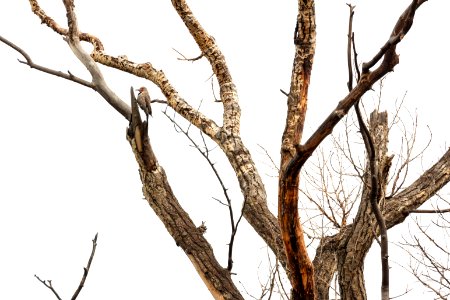 Norther flicker drums on a tree along the Yellowstone River