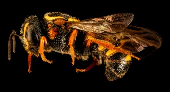 Stelis louisae, M, Side, MD, Dorchester County 2015-09-29-12.46.52 ZS PMax UDR