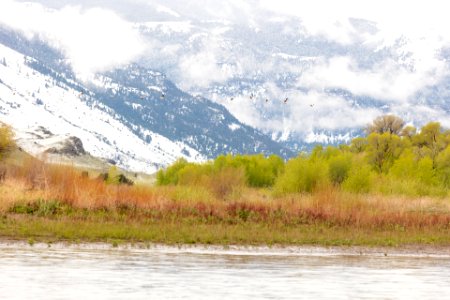 American white pelicans fly above the Yellowstone River