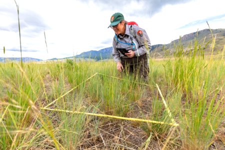Vegetation ecologist, Stefanie Wacker, examines a quadrat in the Gardiner Basin photo