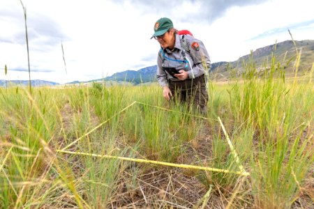 Vegetation ecologist, Stefanie Wacker, examines a quadrat in the Gardiner Basin