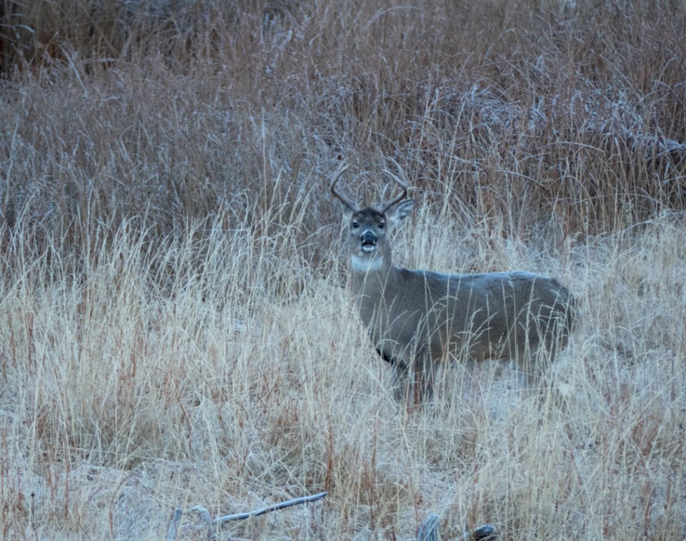 Whitetail deer buck