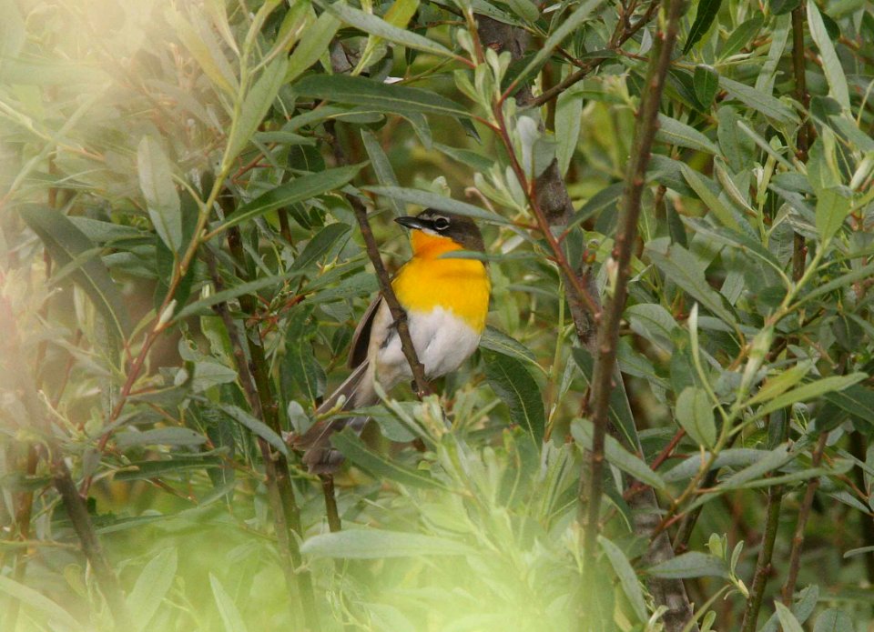 CHAT, YELLOW-BREASTED (4-23-09) filiponni -02