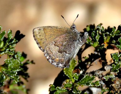 ELFIN, DESERT (Callophyrys fotis) (4-3-2020) 4600 ft near pass, lime kiln canyon, mojave co, az -01
