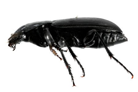Poecilus corvinus (side view)