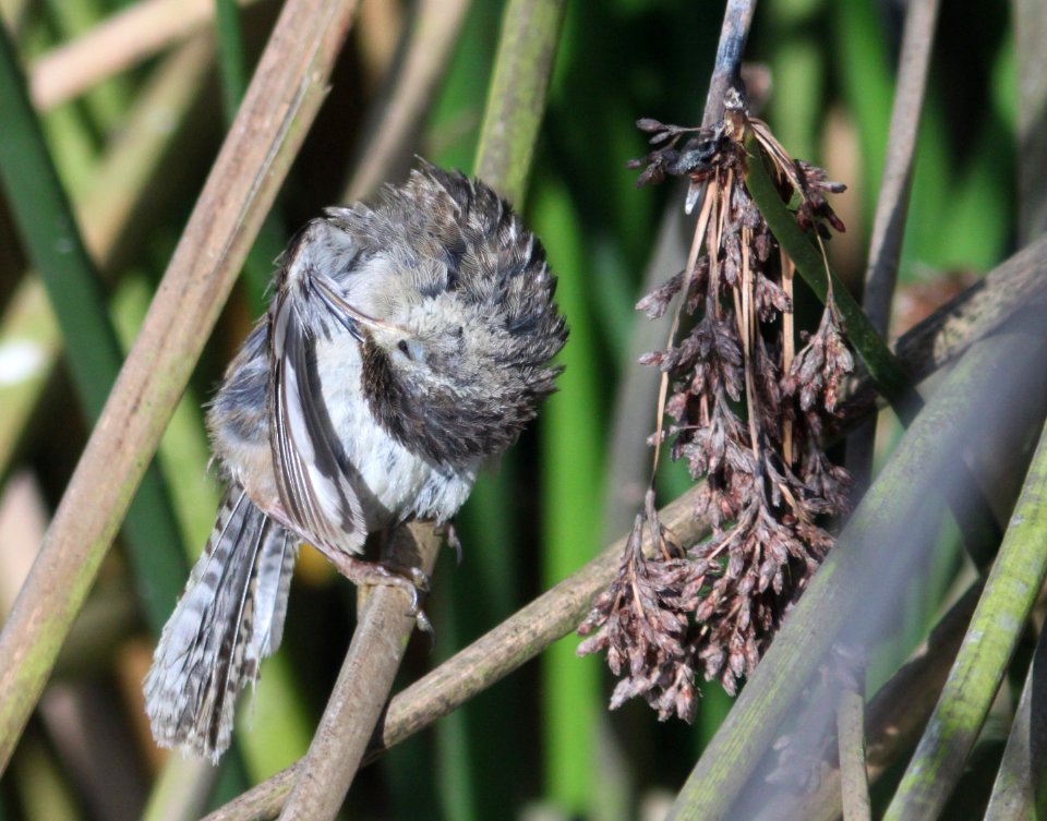 WREN, MARSH (7-13-09) oso flaco lake, slo co, ca -08