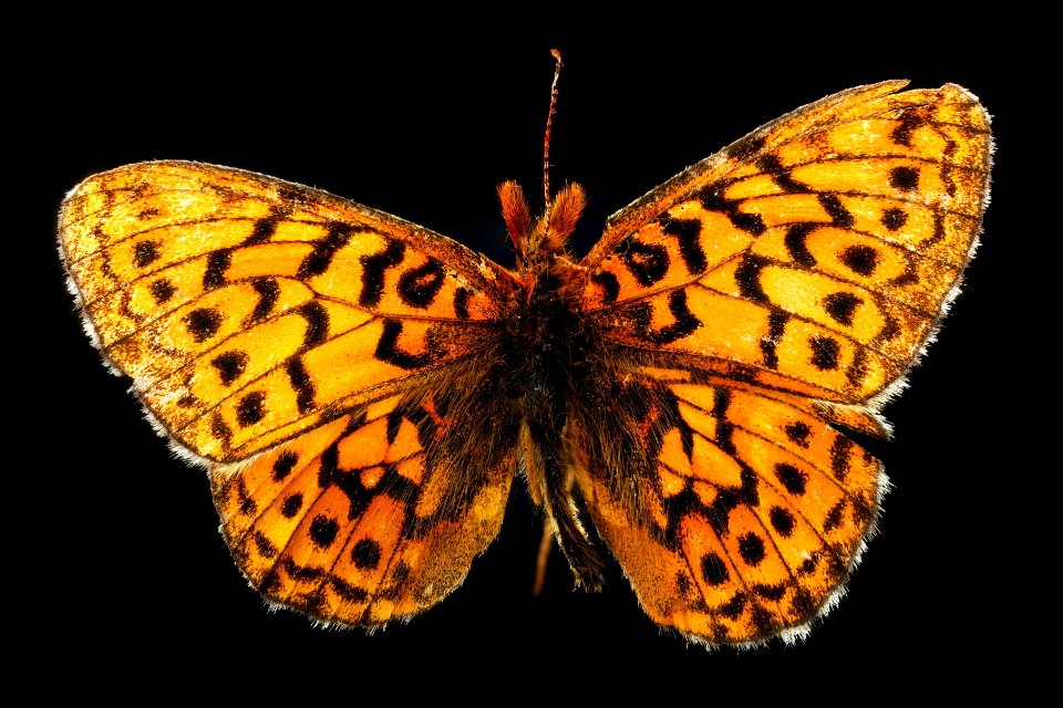 Bog fritillary (top) - Boloria eunomia