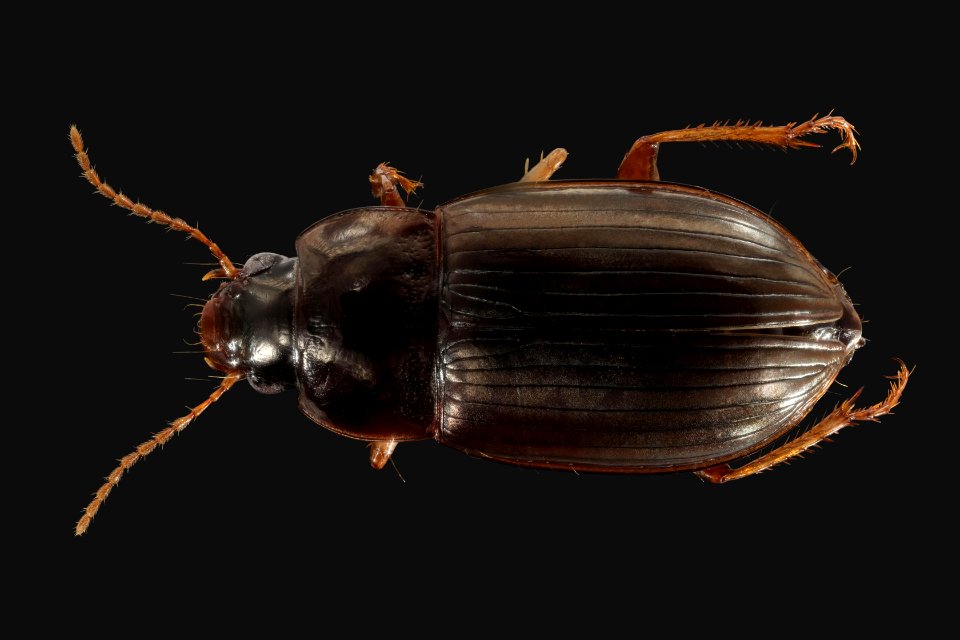 Amara quenseli (top view)