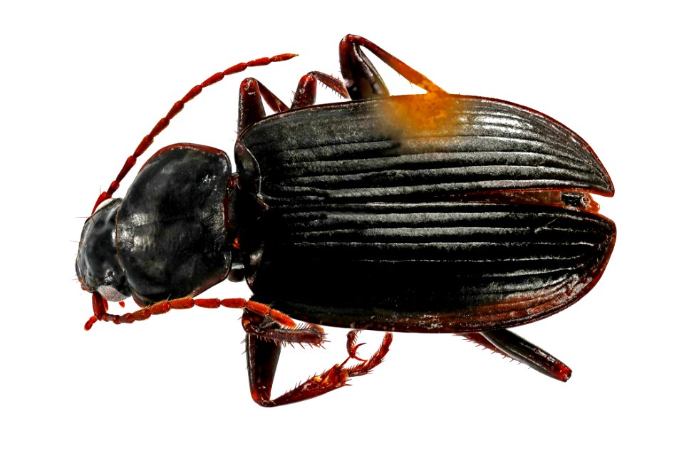 Calathus advena (top view)