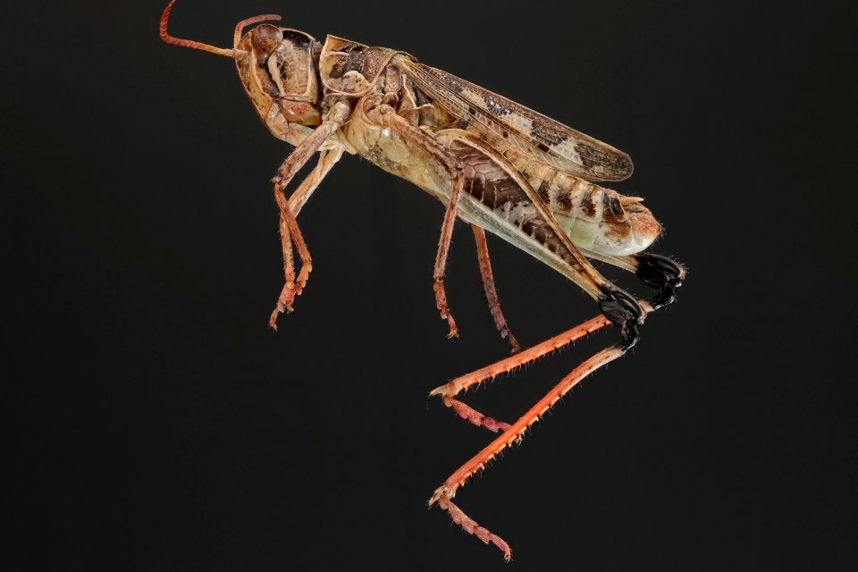 Philbostroma quadrimaculatum (side view)