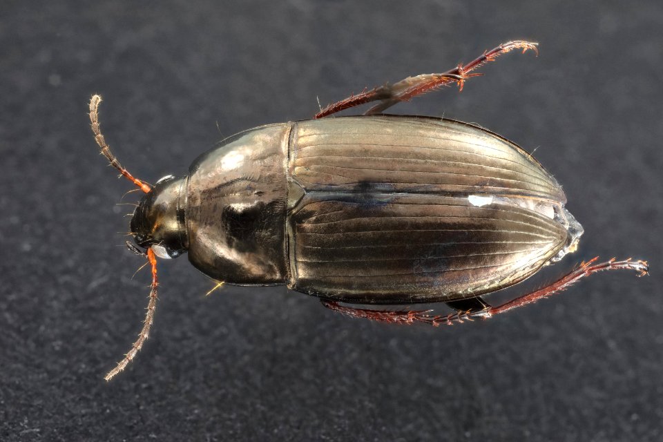 Amara littoralis (top view)