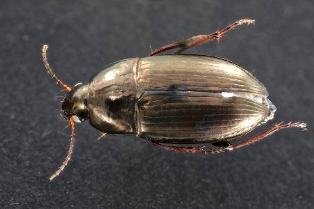 Amara littoralis (top view)