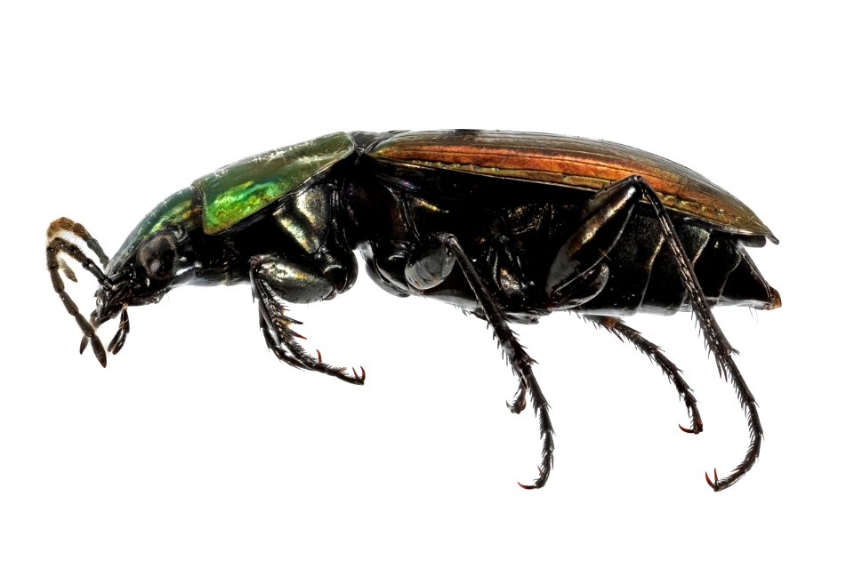 Agonum cupreum (side view)