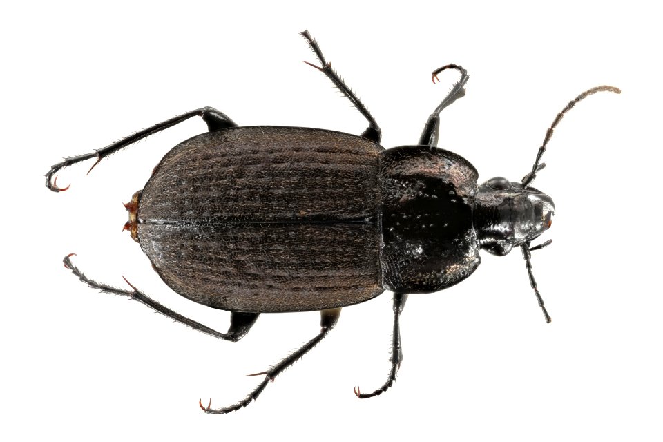 Chlaenis alternatus (top view)