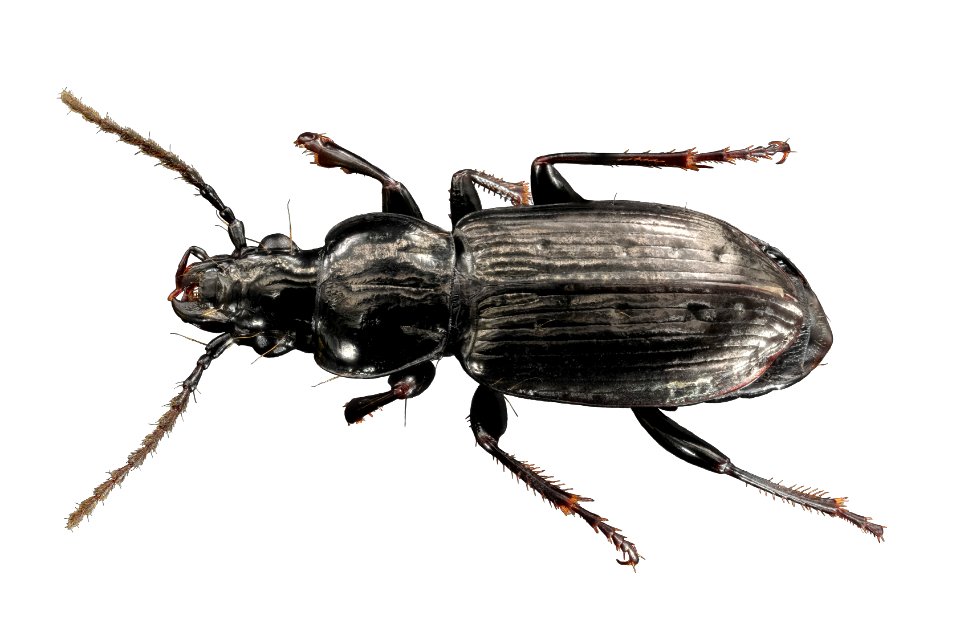 Pterostichus adastrius (top view)