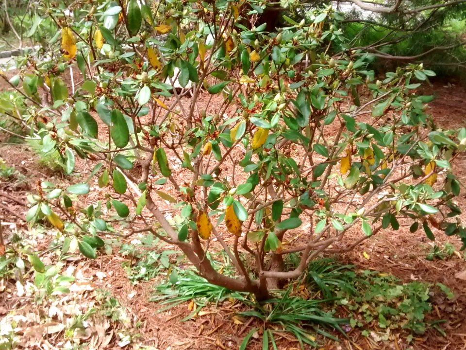 rhodo R5D form2