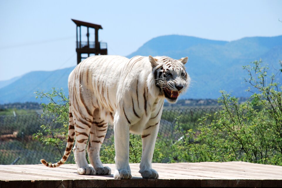 Cat predator zoo photo