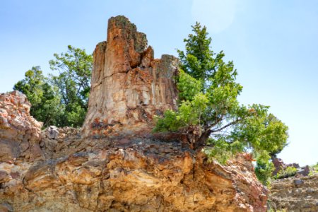 Petrified redwood tree base and roots