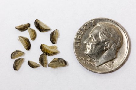 Small zebra mussels up close