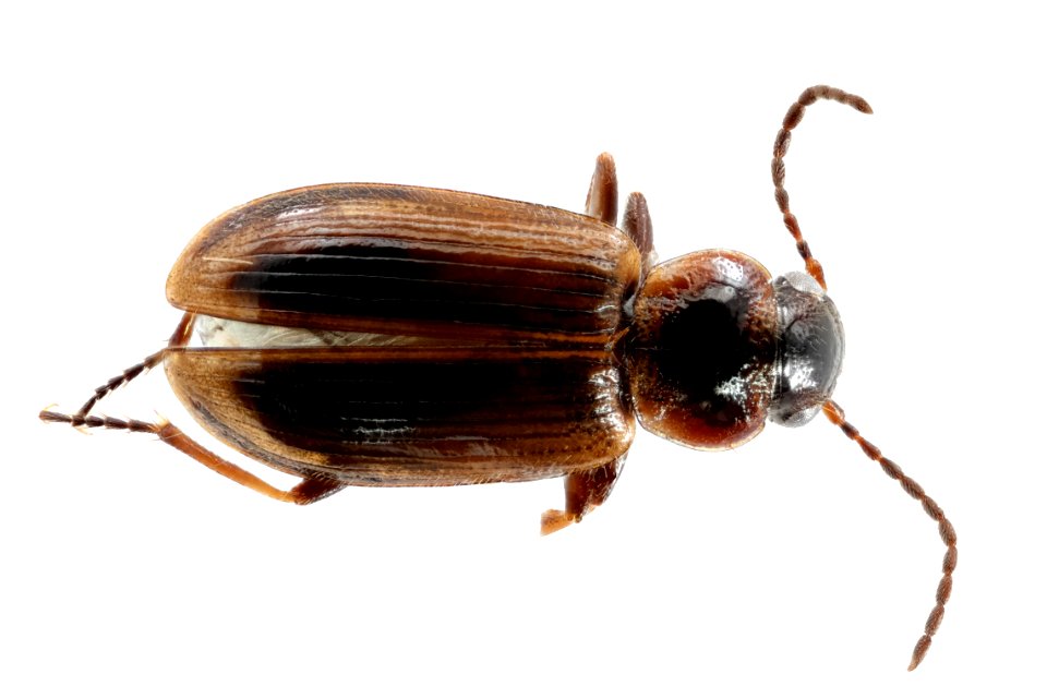 Dicheirotrichus cognatus (top view)