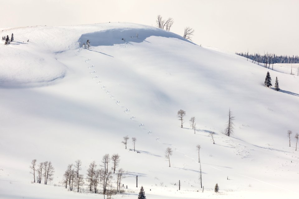 Ski tracks at Gardners Hole