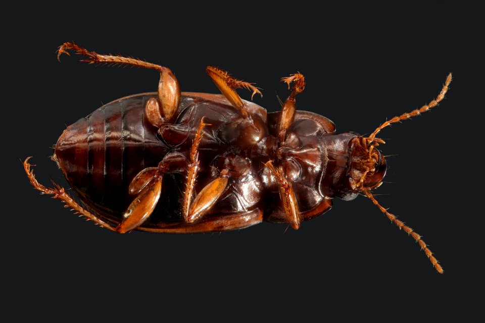 Amara quenseli (bottom view)