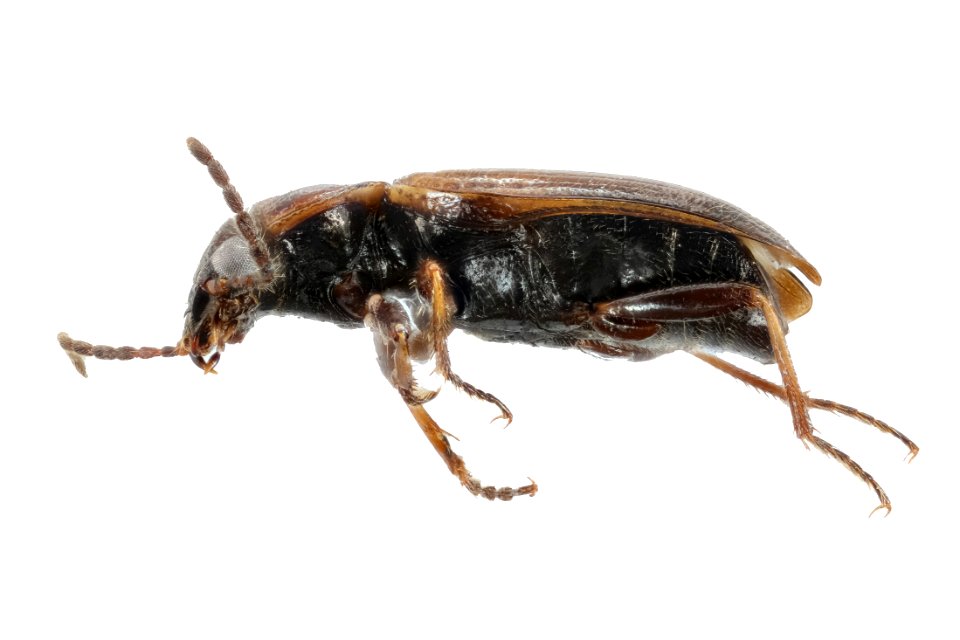 Dicheirotrichus cognatus (side view)