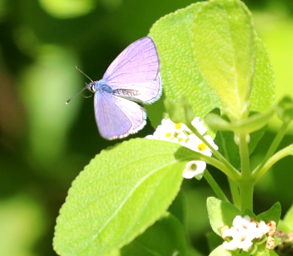 BLUE, CASSIUS (Leptotes cassius) (1-3-2020) key west, florida -01 (2)