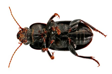 Harpalus somnulentus (bottom view)
