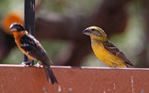 GROSBEAK, YELLOW (6-12-11) ash cyn b&b, cochise, az -13